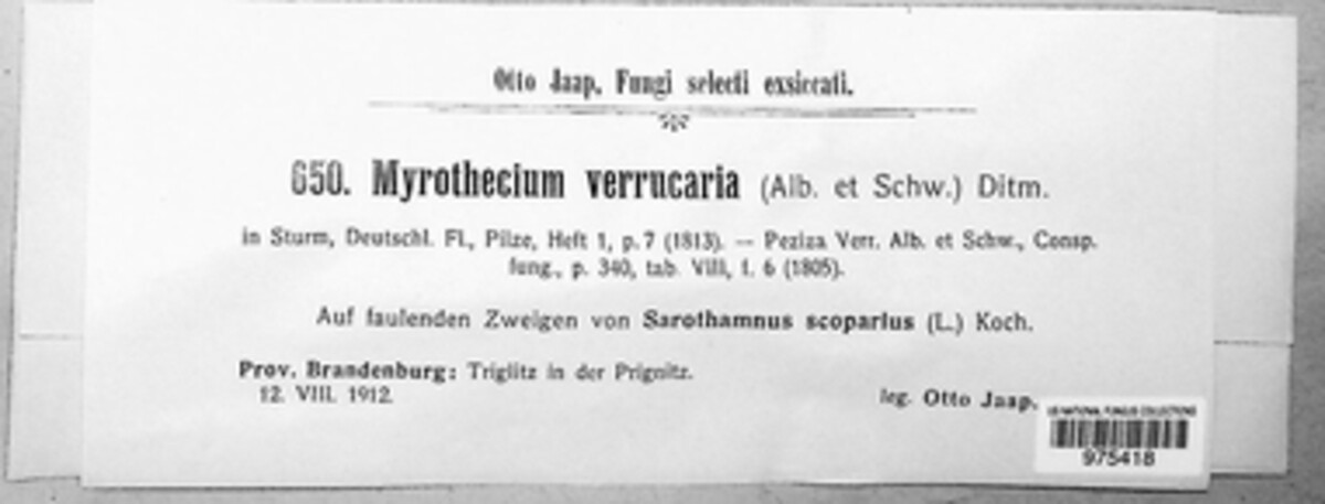 Albifimbria verrucaria image